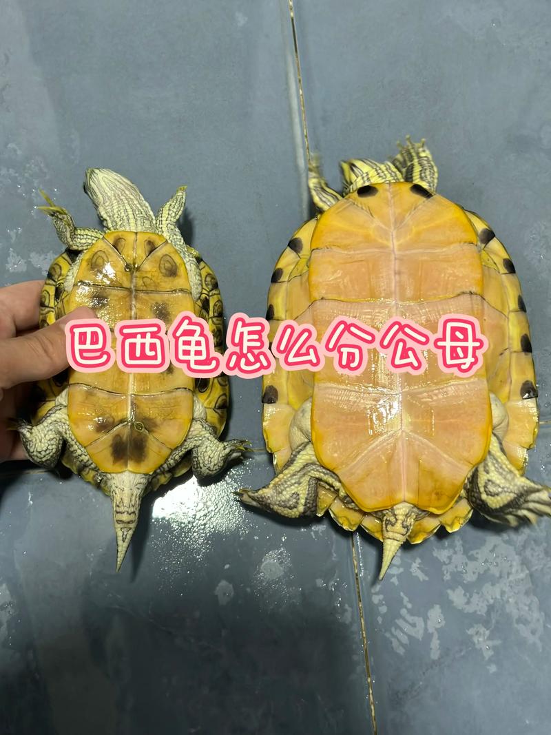 巴西龟公母辨别方法(乌龟分公母) 巴西龟公母辨别方法(乌龟分公母)