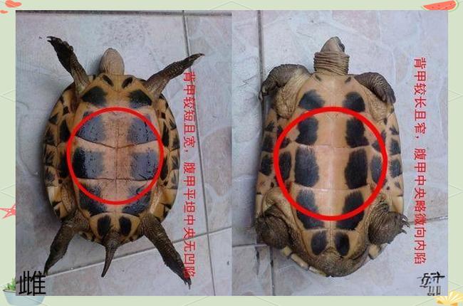 巴西龟公母怎么分?看体型前爪尾巴和腹甲(巴西乌龟公母怎么分辨图片大小) 巴西龟公母怎么分?看体型前爪尾巴和腹甲(巴西乌龟公母怎么分辨图片大小)