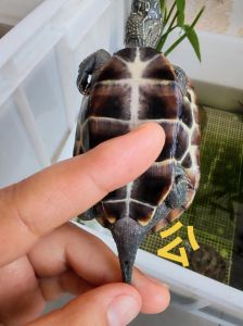 体型颜色习性差异（草龟和黄耳龟怎么区分）