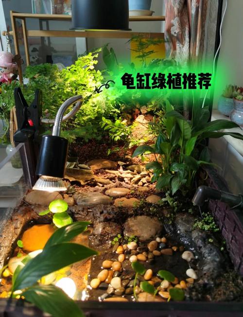 解读乌龟情感密码(乌龟看缸外的我们是长什么样的) 解读乌龟情感密码(乌龟看缸外的我们是长什么样的)