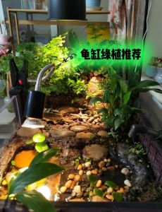 解读乌龟情感密码（乌龟看缸外的我们是长什么样的）