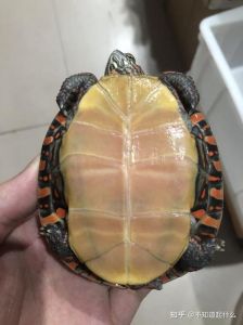 疾病防治与误区解读（东锦龟长大后的图片）