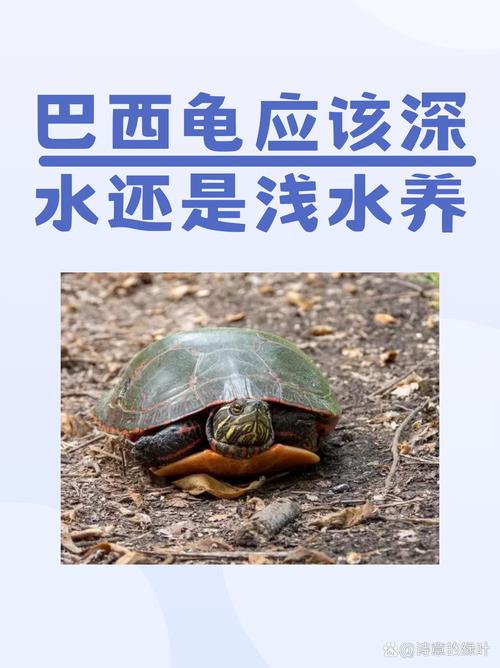 巴西龟别放生,会害本土生态!(一只巴西龟放生了会影响生态吗) 巴西龟别放生,会害本土生态!(一只巴西龟放生了会影响生态吗)