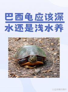 巴西龟别放生，会害本土生态！（一只巴西龟放生了会影响生态吗）