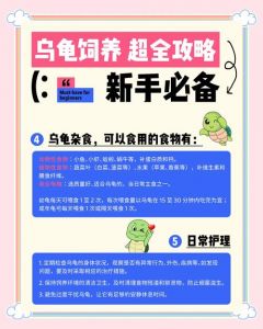 小龟过冬控温保湿，安全保暖（特小乌龟冬天怎么养）