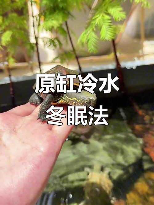 乌龟冬眠注意水温饮食,晒背温度防中暑(浅水乌龟冬天温度多少合适) 乌龟冬眠注意水温饮食,晒背温度防中暑(浅水乌龟冬天温度多少合适)