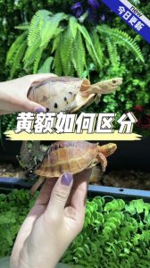 特征鲜明，价格较高（黑腹乌龟是什么品种）