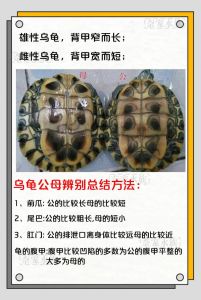 公小母大，还看品种和饲养（母乌龟都比公乌龟大吗）