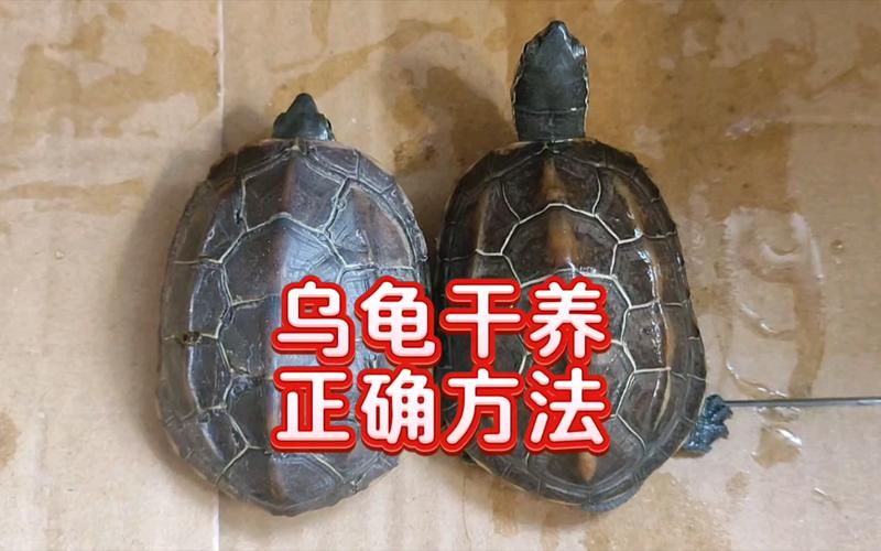 乌龟冬天怎么养?水养干养有风险(冬天养乌龟放水养好还是干养好) 乌龟冬天怎么养?水养干养有风险(冬天养乌龟放水养好还是干养好)