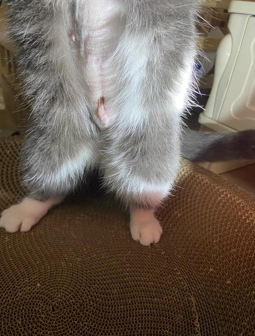 小猫绝育后性格变差怎么办?(小母猫绝育后紧张) 小猫绝育后性格变差怎么办?(小母猫绝育后紧张)