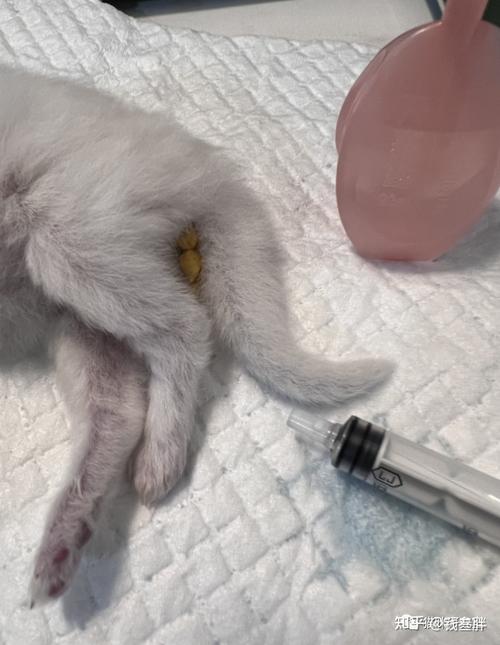 猫咪开塞露使用方法及注意事项(给猫用开塞露排毛的方法) 猫咪开塞露使用方法及注意事项(给猫用开塞露排毛的方法)