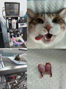 猫咪绝育后行为变化，不用愁！（公猫绝育后会恨主人吗）