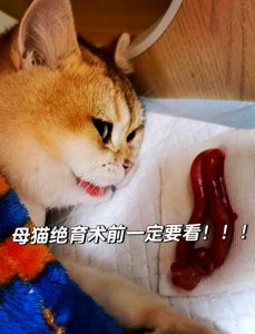 母猫绝育好还是不好？优缺点需权衡（母猫要绝育吗）