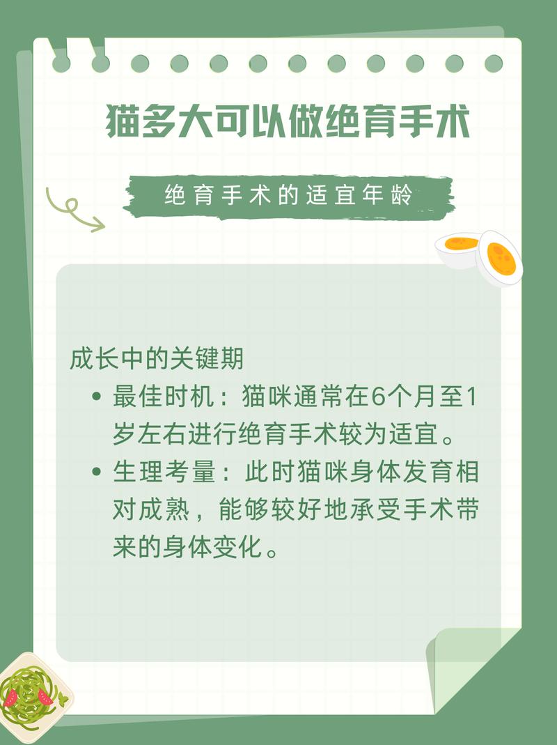 小猫绝育好时机?6-8月,健康发育关键期!(小公猫多大做绝育手术最好) 小猫绝育好时机?6-8月,健康发育关键期!(小公猫多大做绝育手术最好)