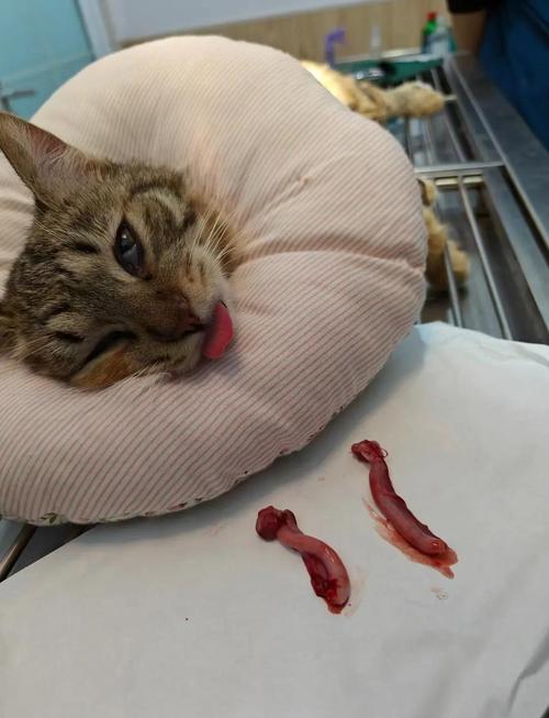 猫咪绝育好时机及术后护理要点(母猫多大可以绝育太皮了) 猫咪绝育好时机及术后护理要点(母猫多大可以绝育太皮了)
