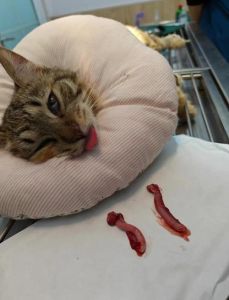 猫咪绝育好时机及术后护理要点（母猫多大可以绝育太皮了）
