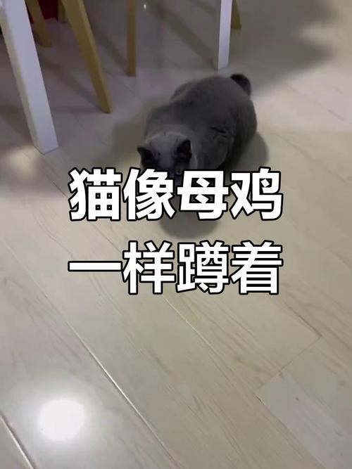 猫咪绝育后母鸡蹲?正常反应,如何护理?(猫咪做完绝育后母鸡蹲) 猫咪绝育后母鸡蹲?正常反应,如何护理?(猫咪做完绝育后母鸡蹲)