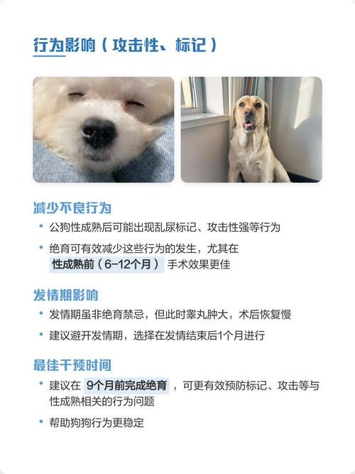 稳定情绪但需注意(柴犬公狗绝育的好处和坏处) 稳定情绪但需注意(柴犬公狗绝育的好处和坏处)