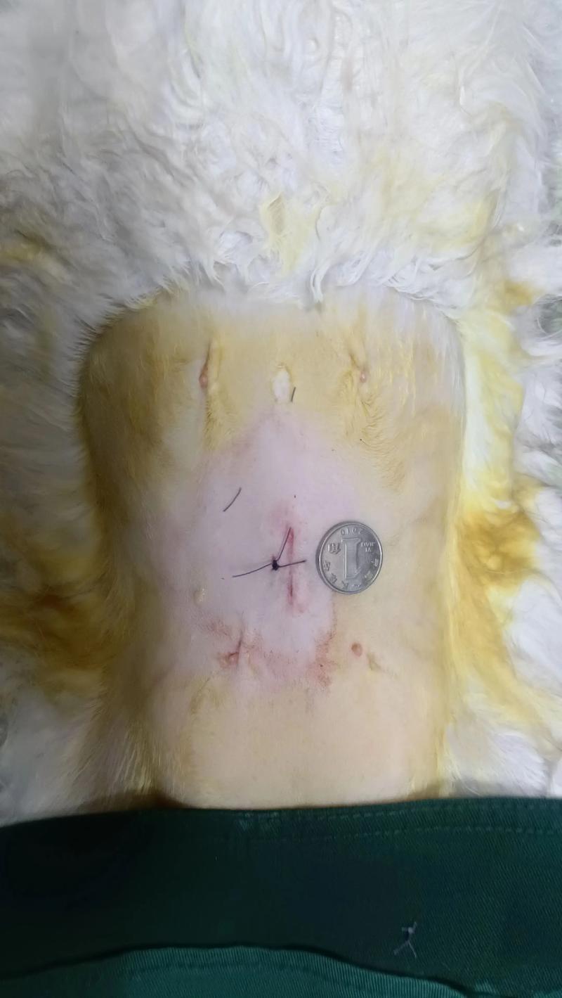 超声刀母猫绝育术后护理须知(母猫超声刀绝育几天恢复) 超声刀母猫绝育术后护理须知(母猫超声刀绝育几天恢复)