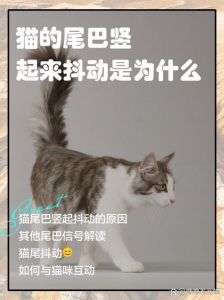 绝育猫尾巴抖动怎么办？（绝育的公猫一年后尾巴一直抖）