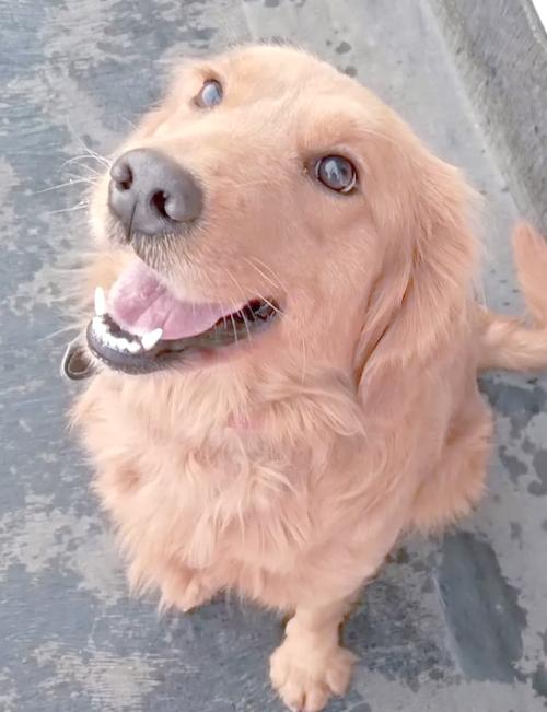 狗狗血糖高难控制?饮食胰岛素调整是关键(没有绝育的狗狗血糖一直居高不下) 狗狗血糖高难控制?饮食胰岛素调整是关键(没有绝育的狗狗血糖一直居高不下)