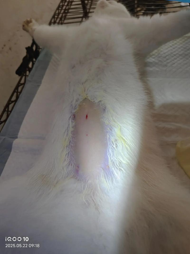 小母猫绝育好处多,健康幸福不能少!(小母猫不绝育有什么方法) 小母猫绝育好处多,健康幸福不能少!(小母猫不绝育有什么方法)