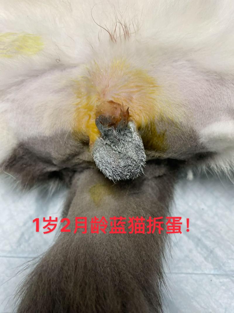 绝育公猫不记恨,更乖更健康!(公猫做绝育后会记恨主人吗) 绝育公猫不记恨,更乖更健康!(公猫做绝育后会记恨主人吗)
