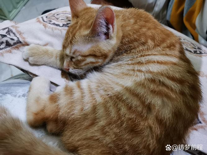 母猫发情嚎叫翻滚?试试抚摸或禁情粉(母猫闹春最快解决方法) 母猫发情嚎叫翻滚?试试抚摸或禁情粉(母猫闹春最快解决方法)