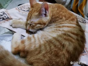 母猫发情嚎叫翻滚？试试抚摸或禁情粉（母猫闹春最快解决方法）