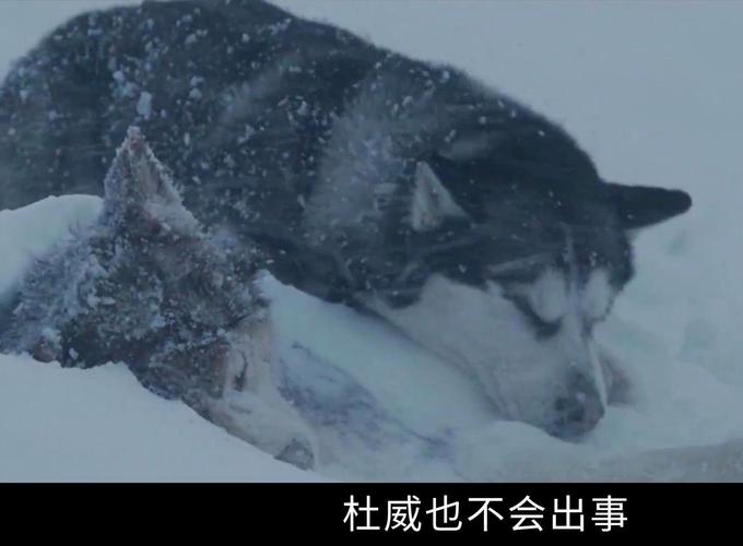 忠诚伙伴,生命英雄(狗狗与主人发生过的感人故事) 忠诚伙伴,生命英雄(狗狗与主人发生过的感人故事)