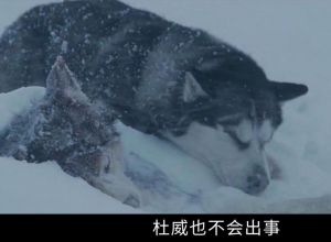 忠诚伙伴，生命英雄（狗狗与主人发生过的感人故事）