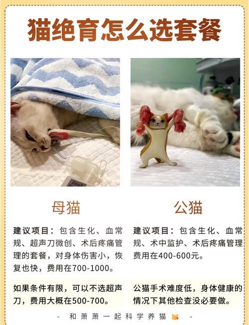 母猫绝育费多少?看麻醉检查地,公猫便宜些(母猫可以做绝育手术多少钱) 母猫绝育费多少?看麻醉检查地,公猫便宜些(母猫可以做绝育手术多少钱)