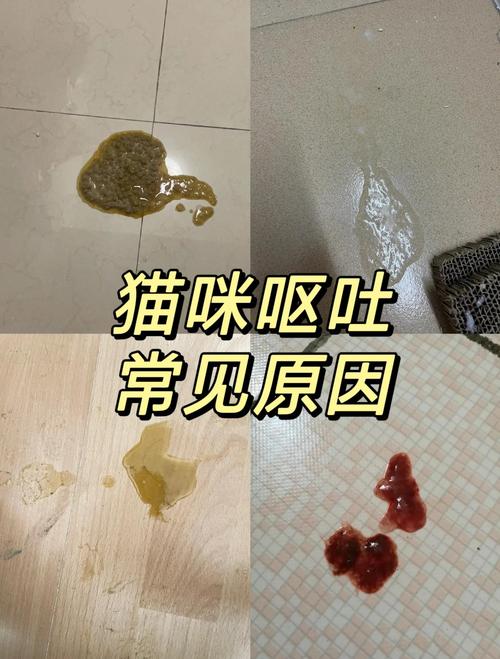 猫咪湿粮呕吐?原因与处理(猫咪吃猫粮正常一吃湿粮就呕吐) 猫咪湿粮呕吐?原因与处理(猫咪吃猫粮正常一吃湿粮就呕吐)