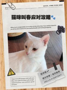 猫咪嚎叫怎么办？试试这些方法！（猫咪发春一直叫烦怎么缓解）