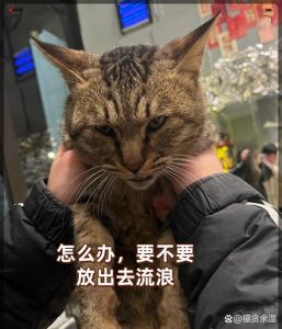 散养猫咪好处多坏处也多？（猫咪流浪的好处与坏处）