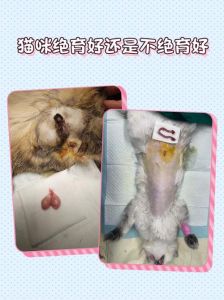 猫咪绝育好处多，和谐健康又环保！（绝育对猫咪的好处和坏处）