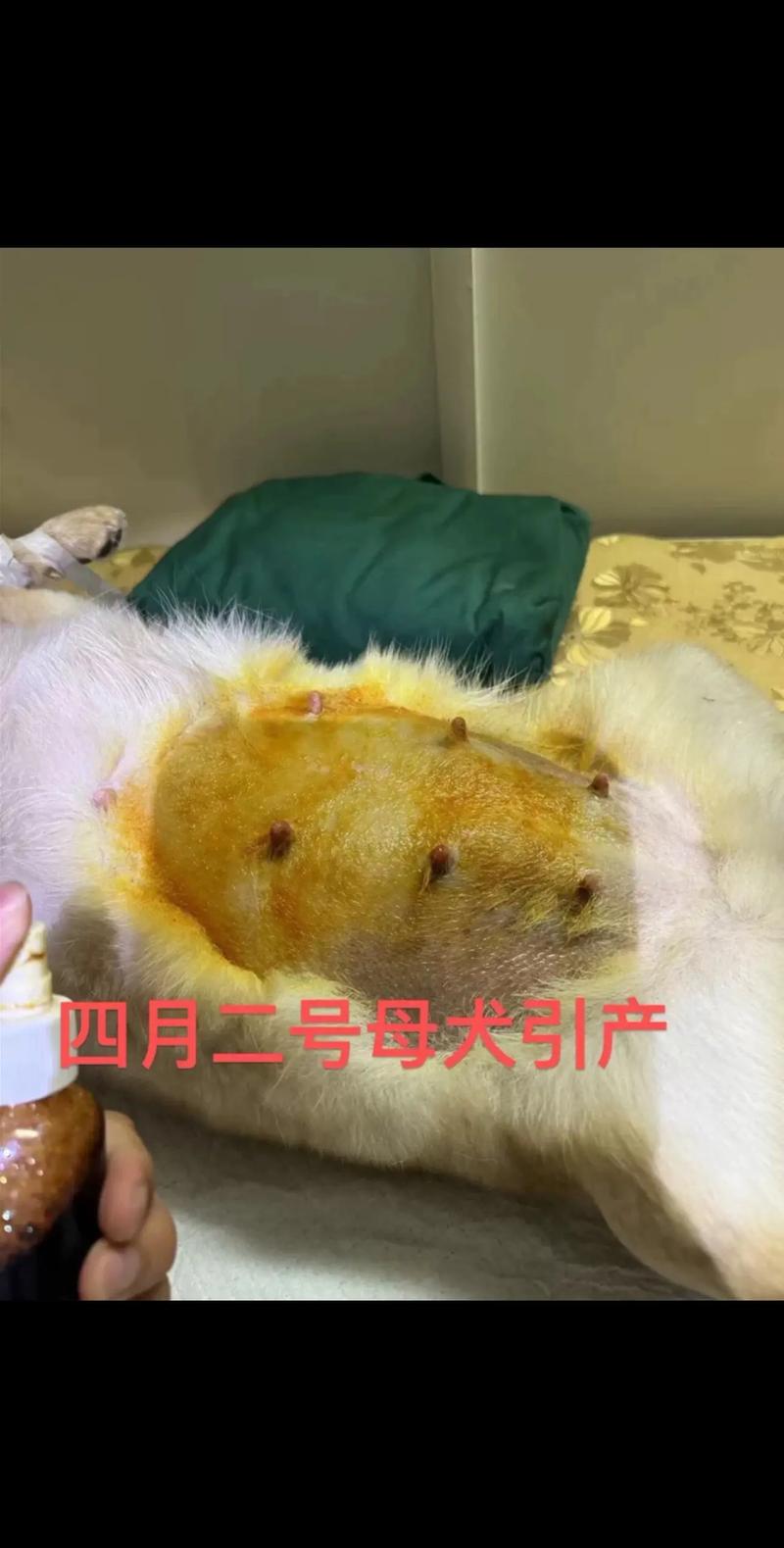 小母狗结扎费用因地而异,术后要注意观察伤口(小母狗结扎多少钱) 小母狗结扎费用因地而异,术后要注意观察伤口(小母狗结扎多少钱)