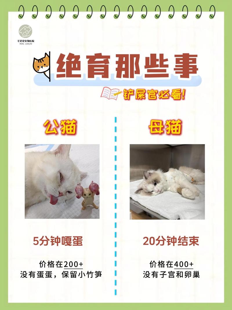 激素未退本能显,多运动少应激帮它缓(绝育的公猫晚上怎么还有精力到处跑) 激素未退本能显,多运动少应激帮它缓(绝育的公猫晚上怎么还有精力到处跑)