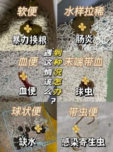猫咪拉稀怎么办？快速止泻与调理方法（猫咪拉稀怎么办最快解决办法）