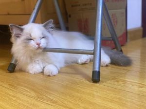 猫喝人奶羊奶会拉稀，宠物专用奶才安全！（人吃的羊奶粉可以给猫吃吗）