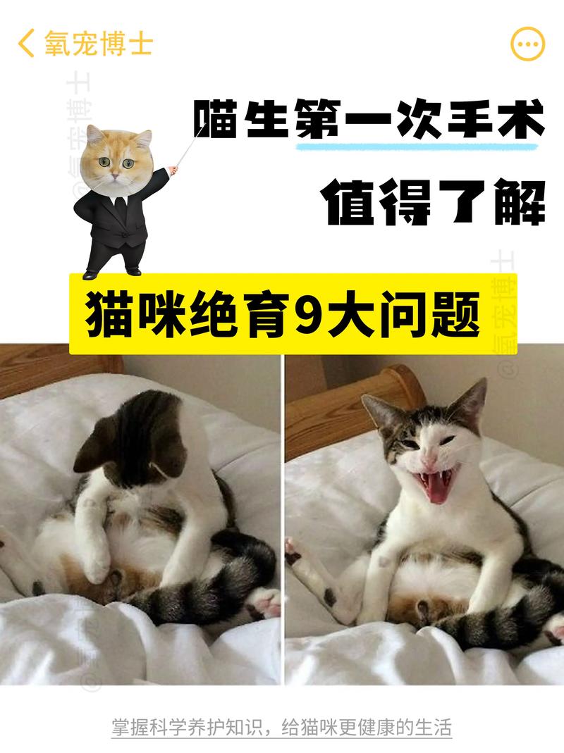 小猫绝育看年龄,母猫5-7月公猫5-8月(不满一岁的小猫可以绝育吗) 小猫绝育看年龄,母猫5-7月公猫5-8月(不满一岁的小猫可以绝育吗)