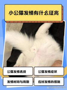 公猫离家出走？绝育是关键！（公猫跑出去一般几天回家）