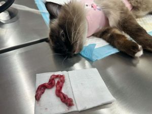 绝育猫更安静健康，告别烦恼烦恼（给猫绝育有什么好处和坏处）