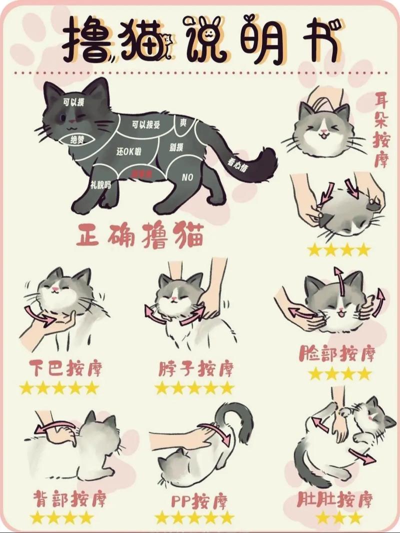 深夜猫嚎春扰人?科学应对助安眠(制止猫咪嚎春的快速方法) 深夜猫嚎春扰人?科学应对助安眠(制止猫咪嚎春的快速方法)