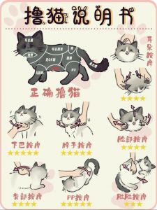 深夜猫嚎春扰人？科学应对助安眠（制止猫咪嚎春的快速方法）
