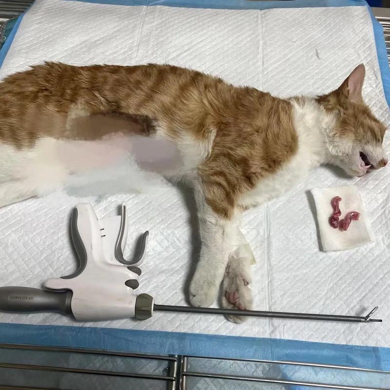 快速无痛,猫咪恢复快(猫咪超声刀绝育有什么好处) 快速无痛,猫咪恢复快(猫咪超声刀绝育有什么好处)