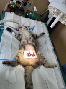 绝育母猫控数量保健康，TNR助流浪猫享安宁（母猫的绝育方式是什么）