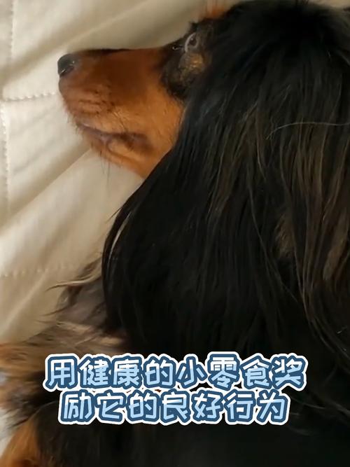 狗狗绝育后闹脾气?别记仇,耐心安抚是关键(狗做完绝育后会记恨主人多久) 狗狗绝育后闹脾气?别记仇,耐心安抚是关键(狗做完绝育后会记恨主人多久)
