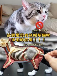 梳洗饮食防猫毛，定期清洁少烦恼（猫咪排毛的方法）