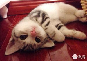 猫咪发情期行为与绝育好处（猫发情一般会持续几天）
